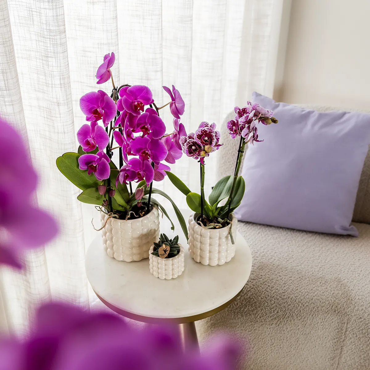 Plant and Stories Freeride orchidée violette pot 12 cm