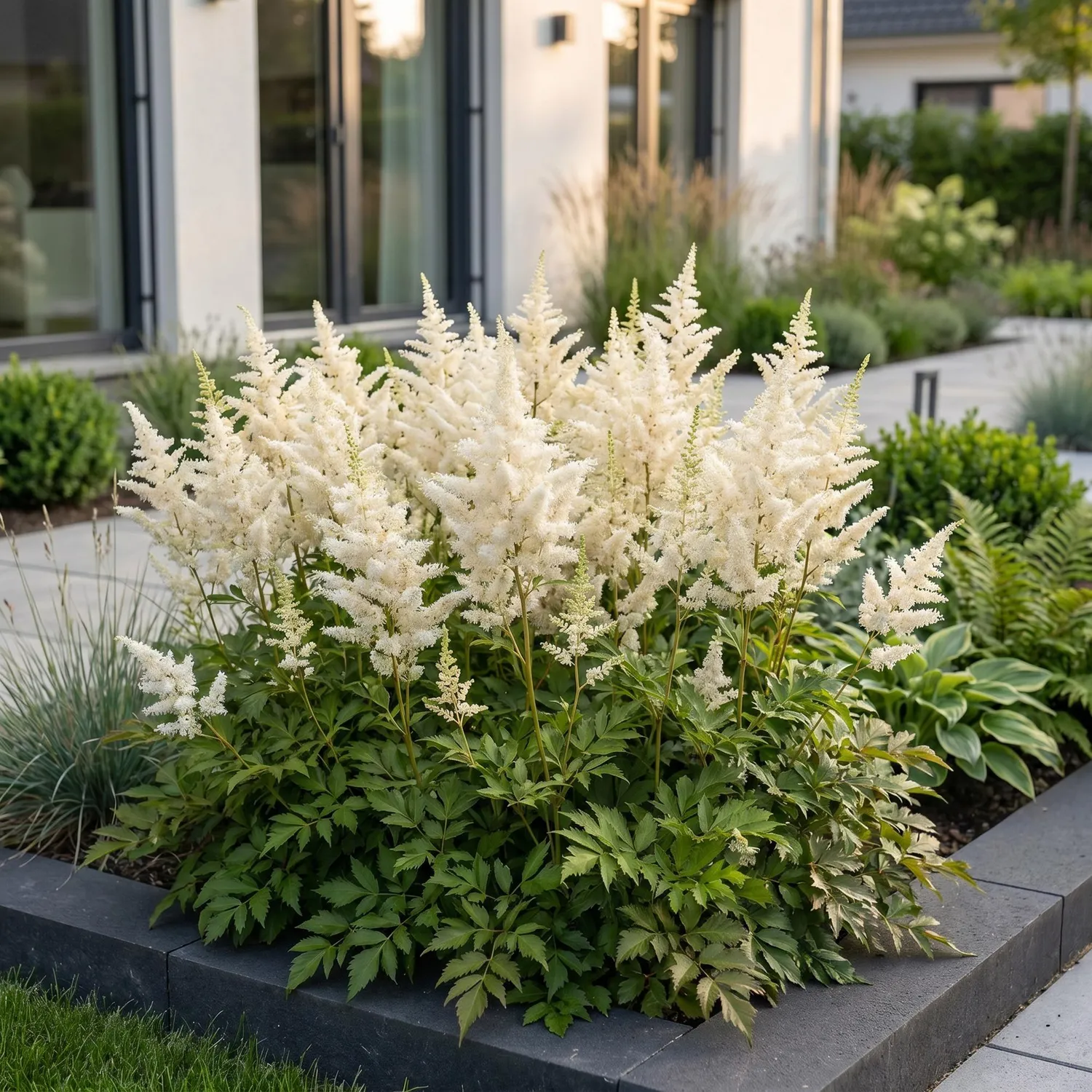 Plant and Stories Deutschland astilbe blanc 1 plant pot 11 cm