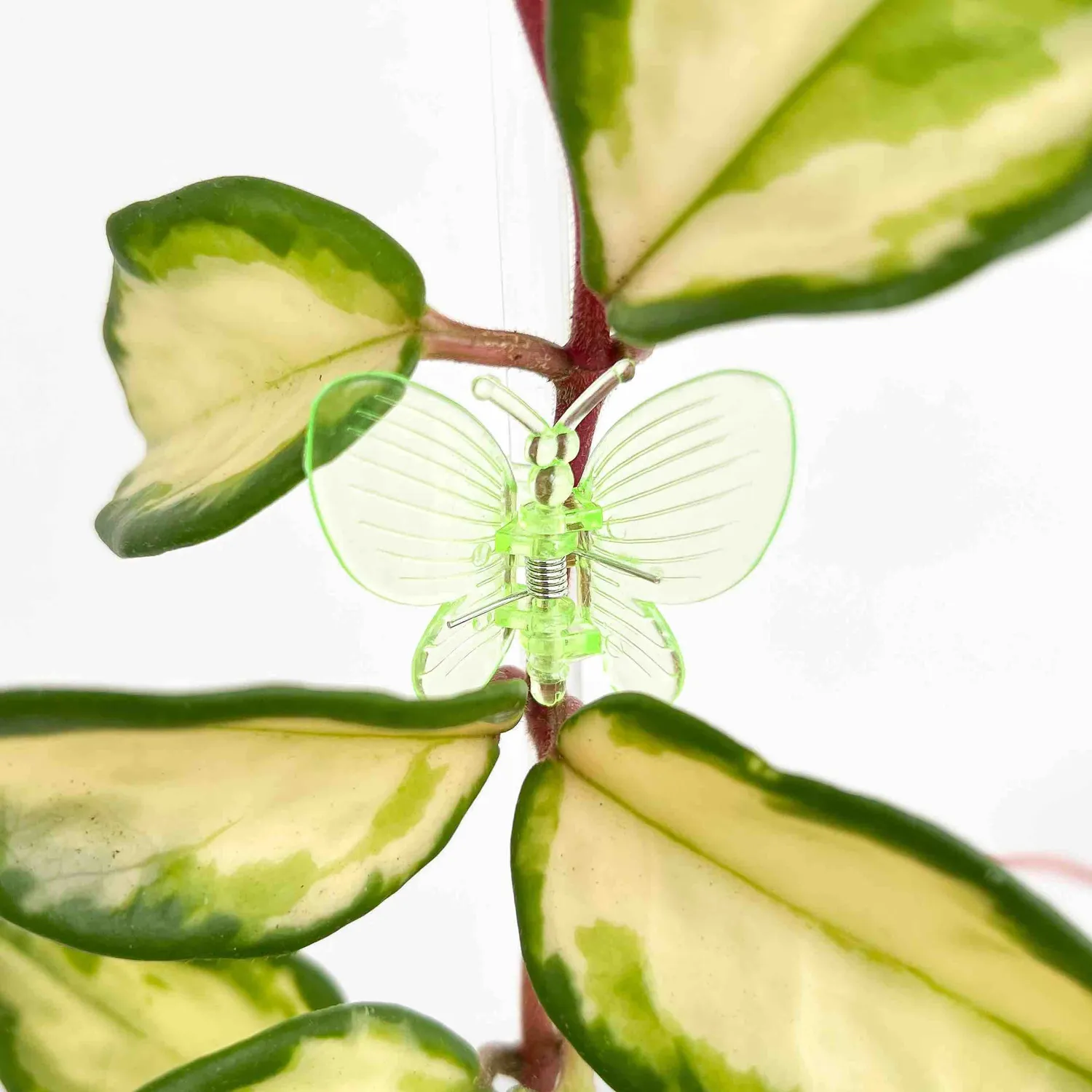 Plant and Stories pinces papillon plantes vert citron x10