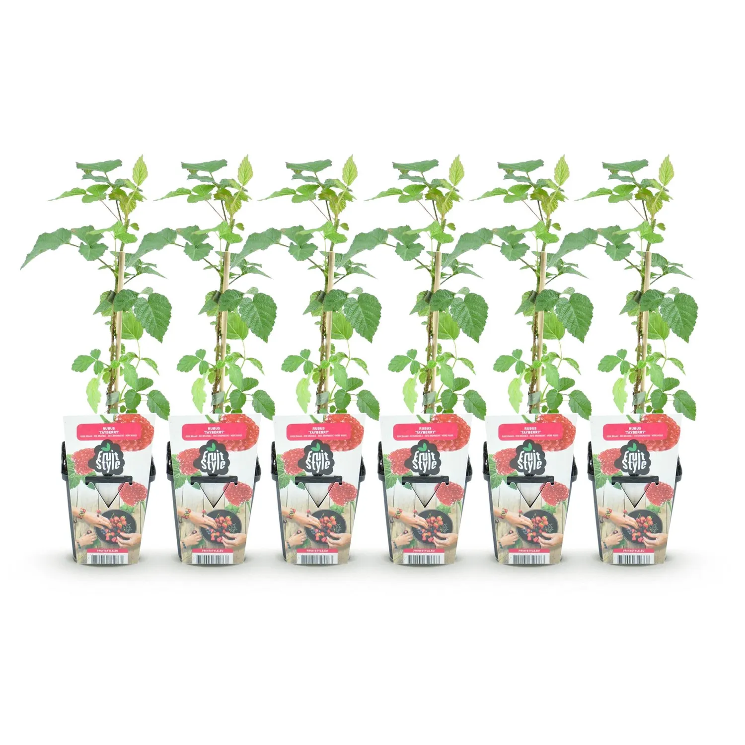 PLANT AND STORIES Mûre Tayberry fruitier lot 3 pot 9 cm