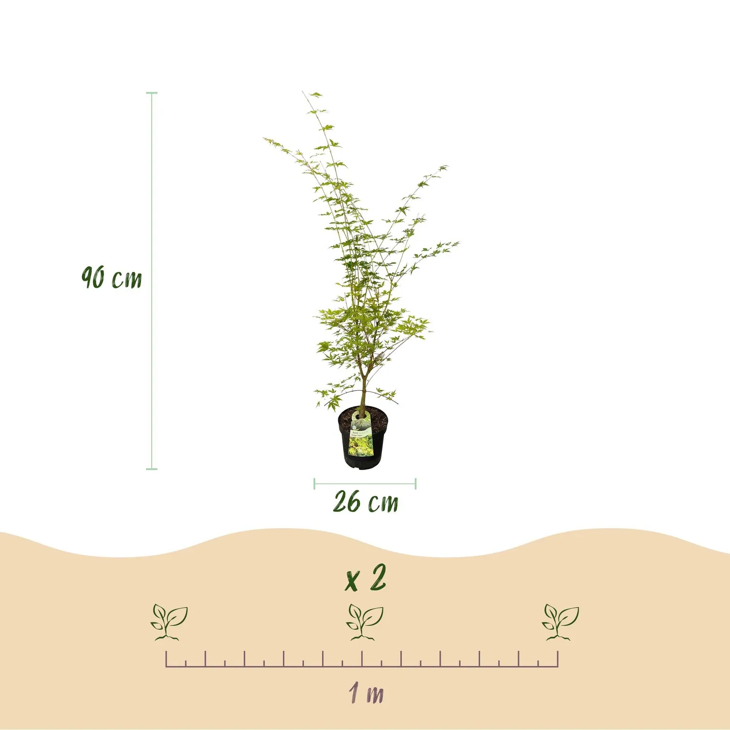 Plant and Stories Acer Sangokaku érable japonais pot 26 cm 90 cm