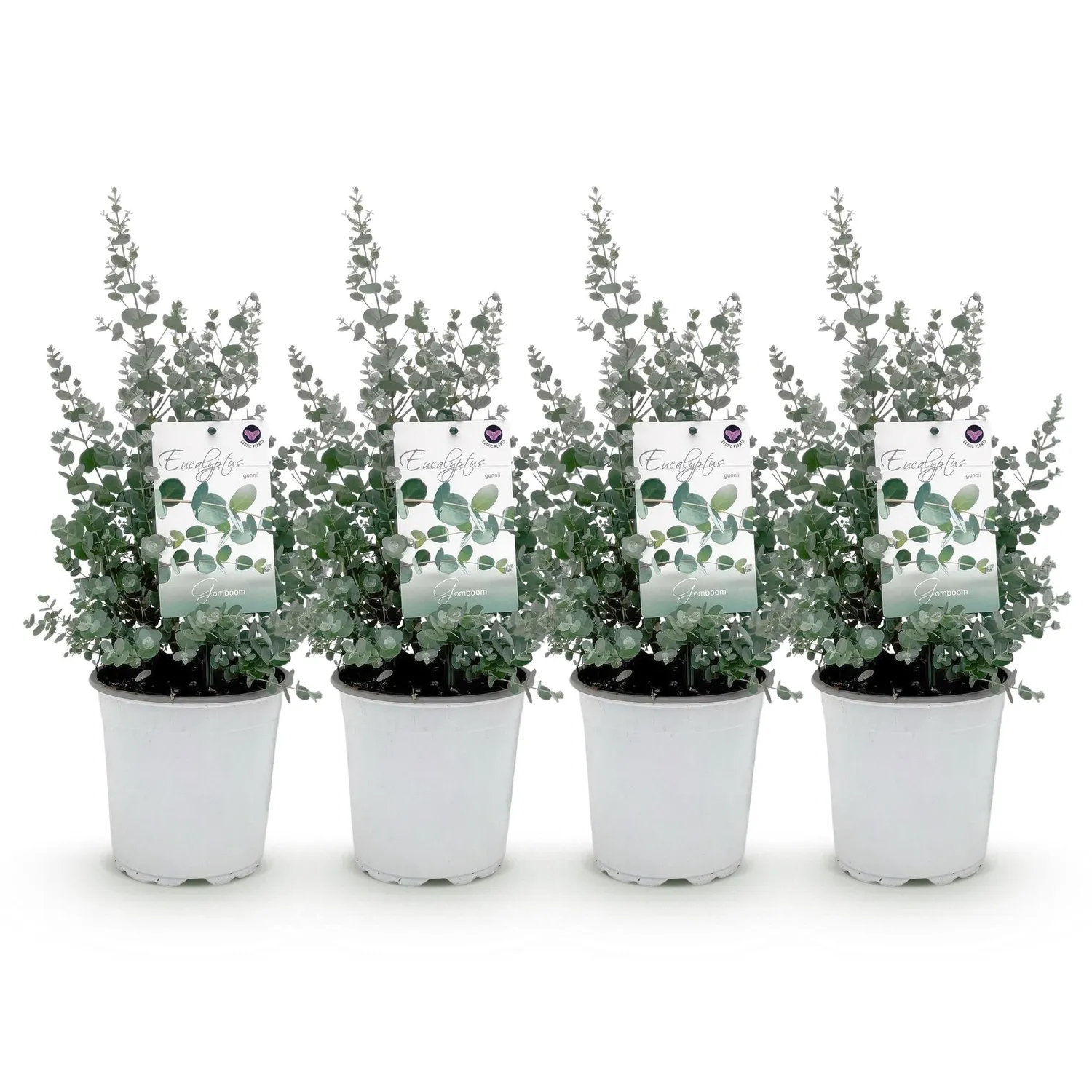 Plant and Stories eucalyptus Gunnii pot 17cm 2 plants bleu-vert