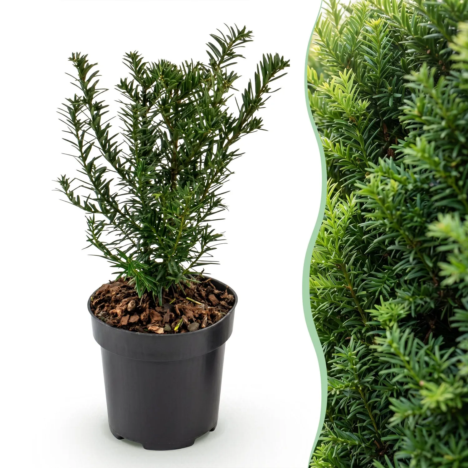 Plant and Stories Taxus baccata if commun 8 plants pot 9 cm