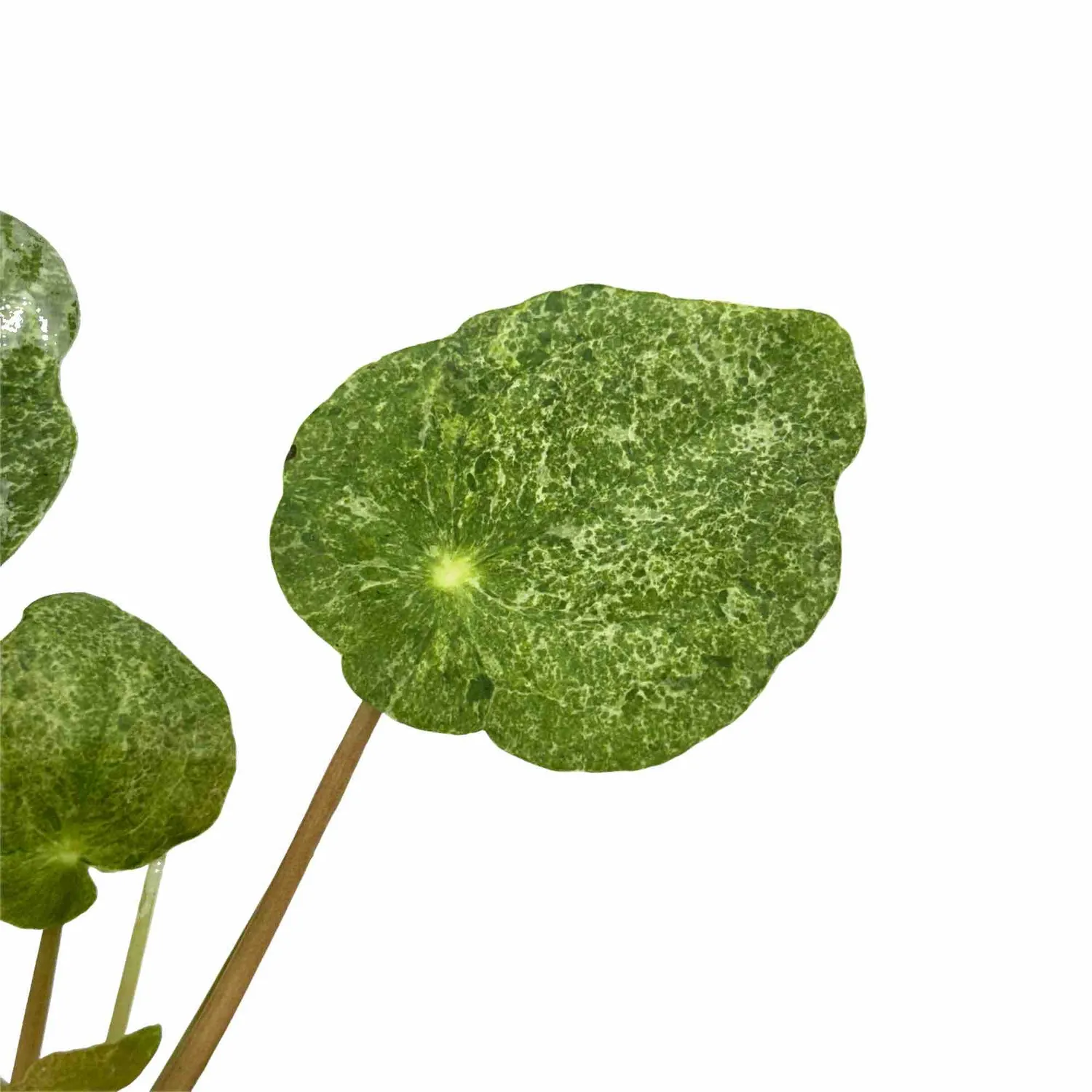 Plant and Stories Pilea Sugar plante d'intérieur pot 6 cm argentée