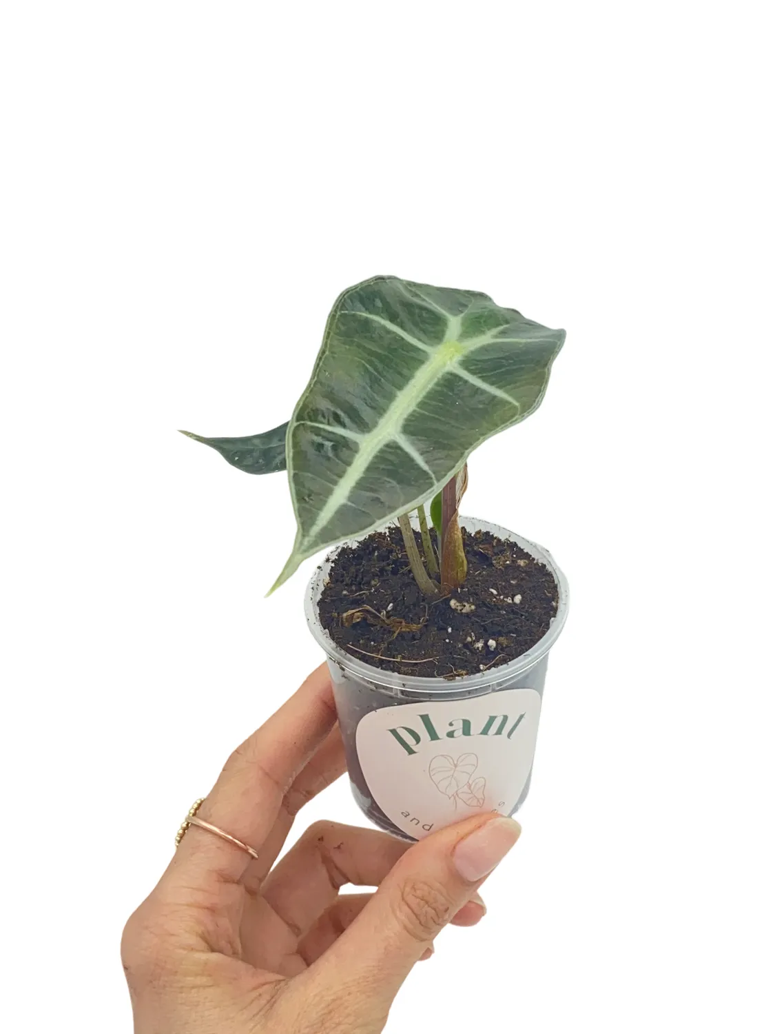 Plant and Stories Alocasia Polly plante pot 6 cm nervures blanches