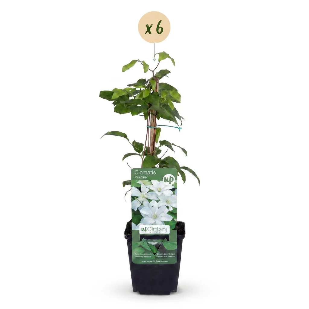 Plant and Stories Clématite Huldine grimpante blanche lot