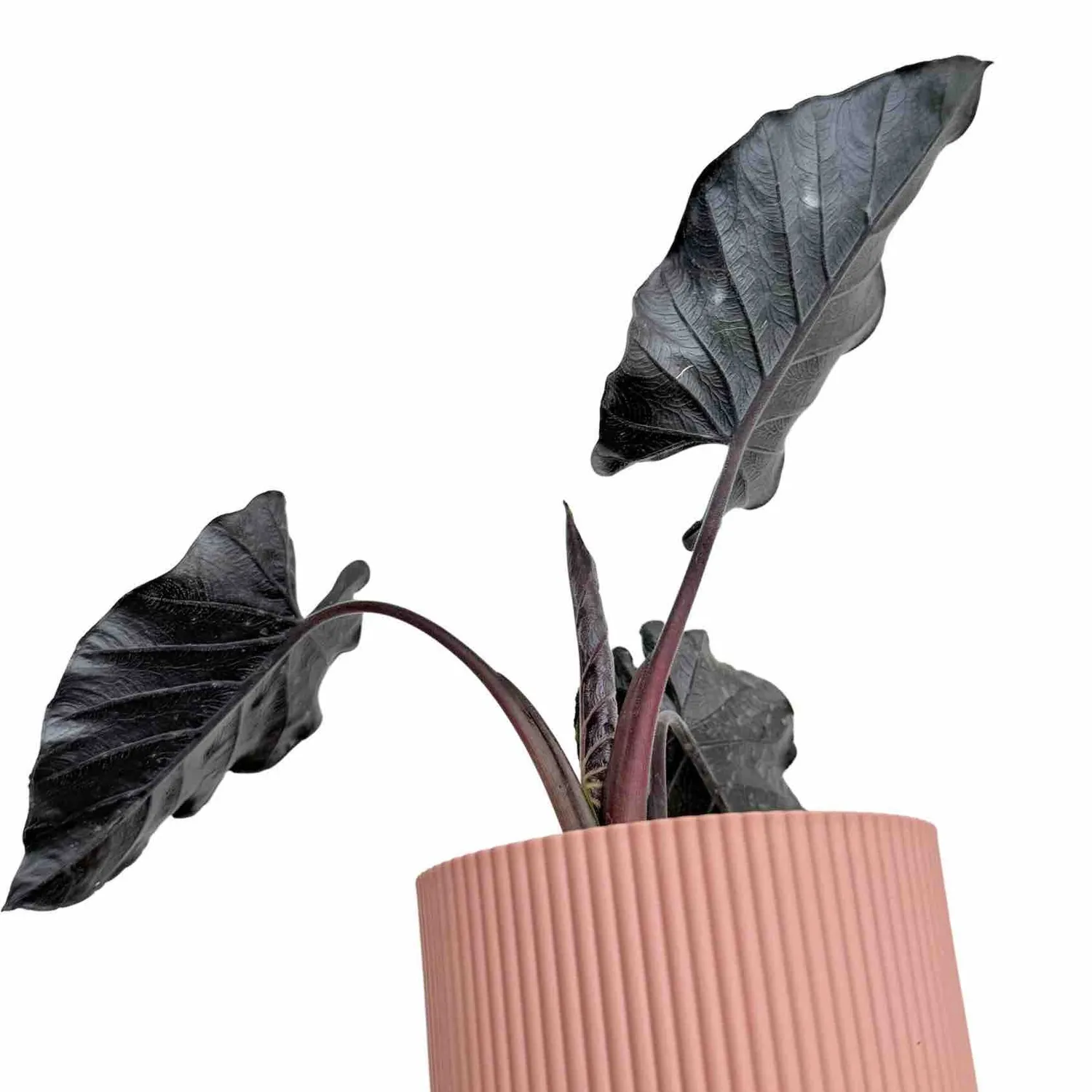 Plant and Stories Antoro Velvet alocasia 6 cm feuilles veloutées