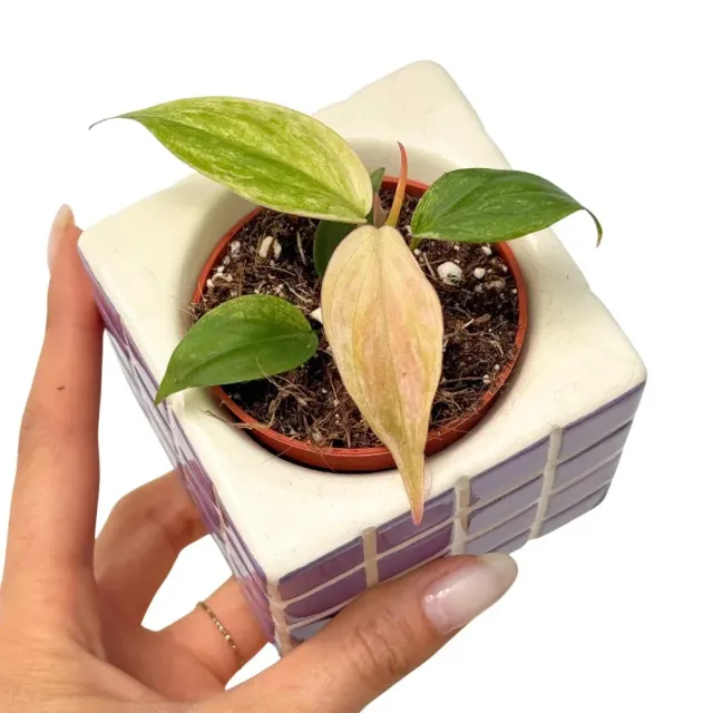 Plant and Stories Micans Marble philodendron 10,5 cm