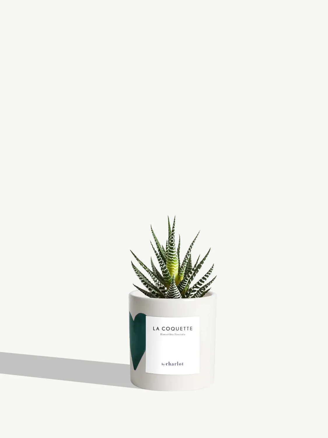 By Charlot La Coquette haworthia succulente pot 8 cm