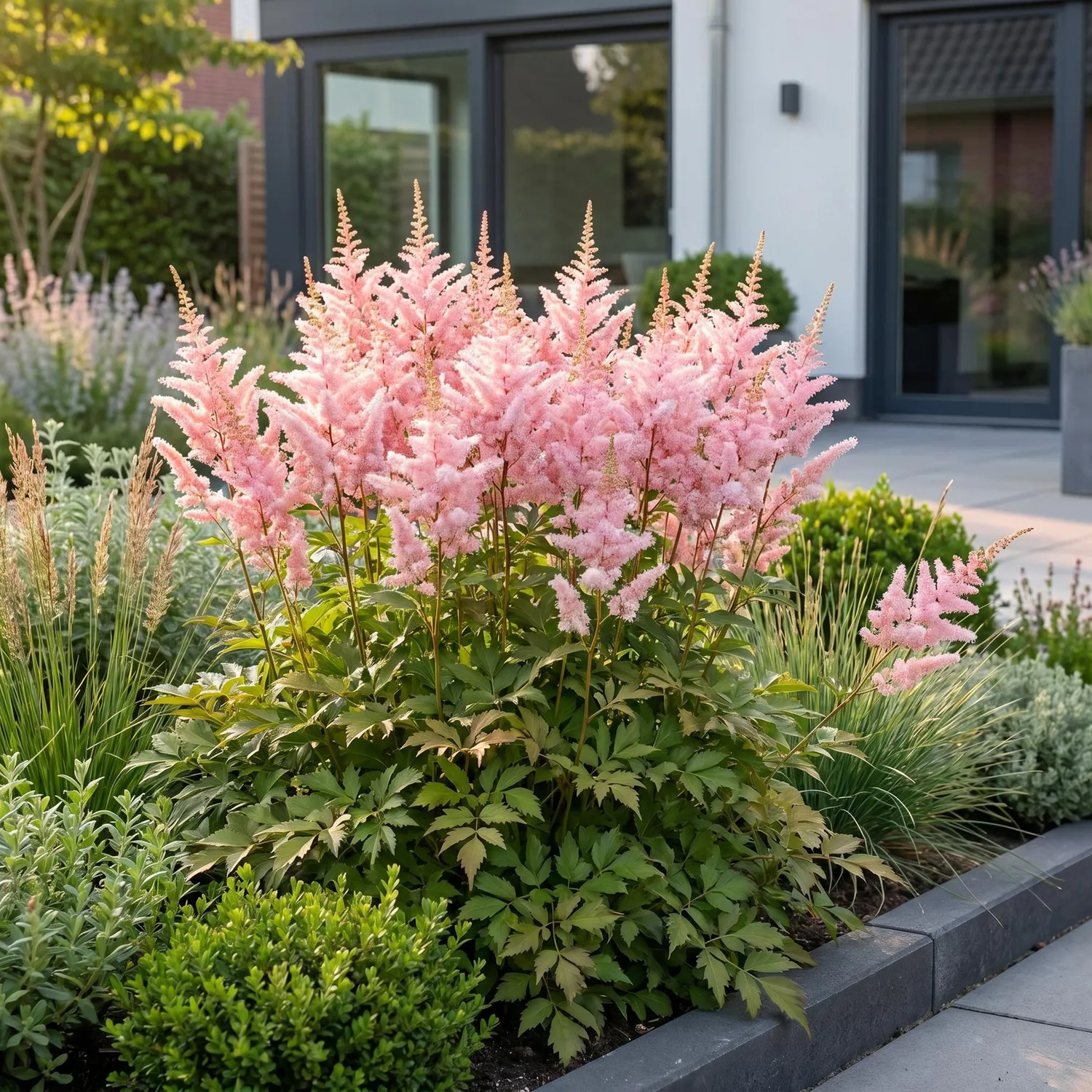 Plant and Stories Astilbe Europa vivace ombre pot 11 cm rose