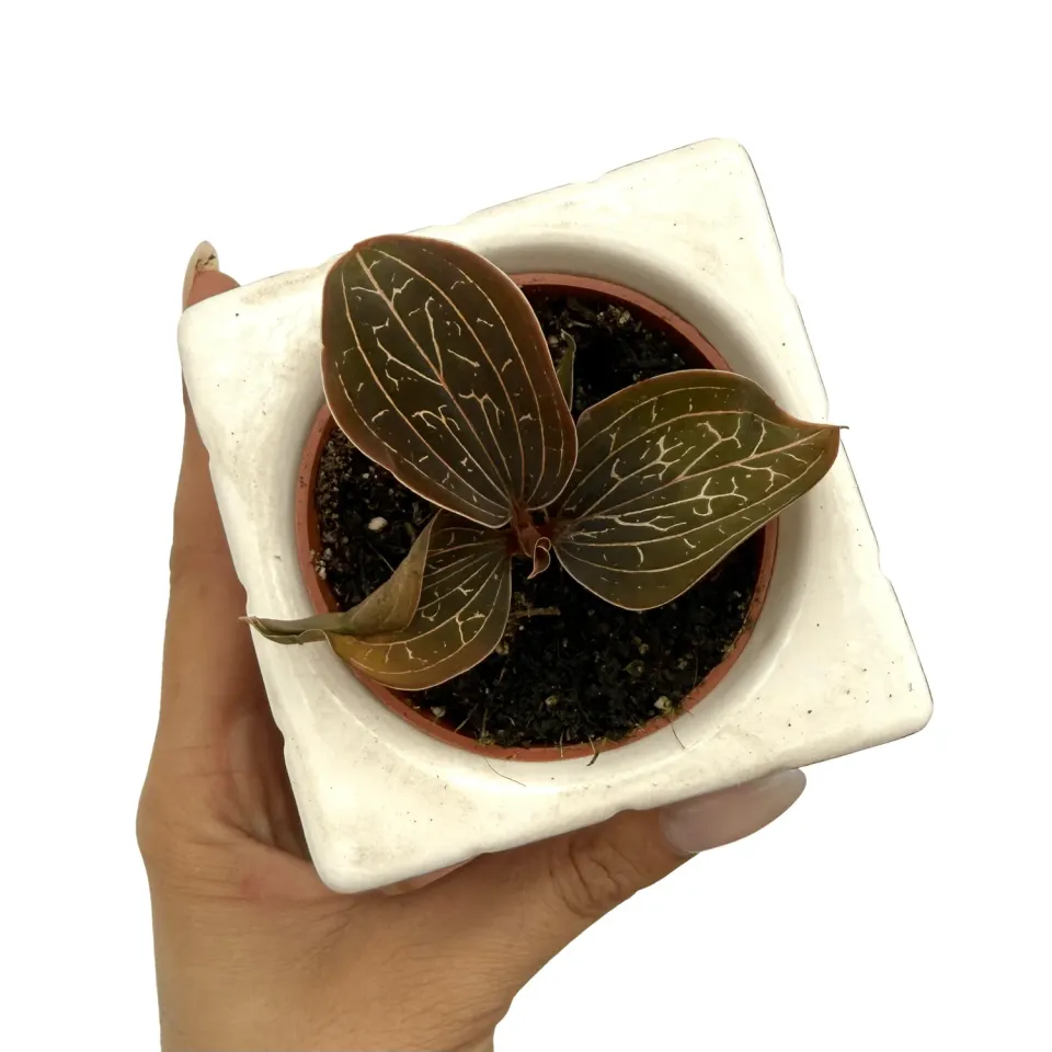 Plant and Stories Ludisia Discolor orchidée pot 6 cm velours