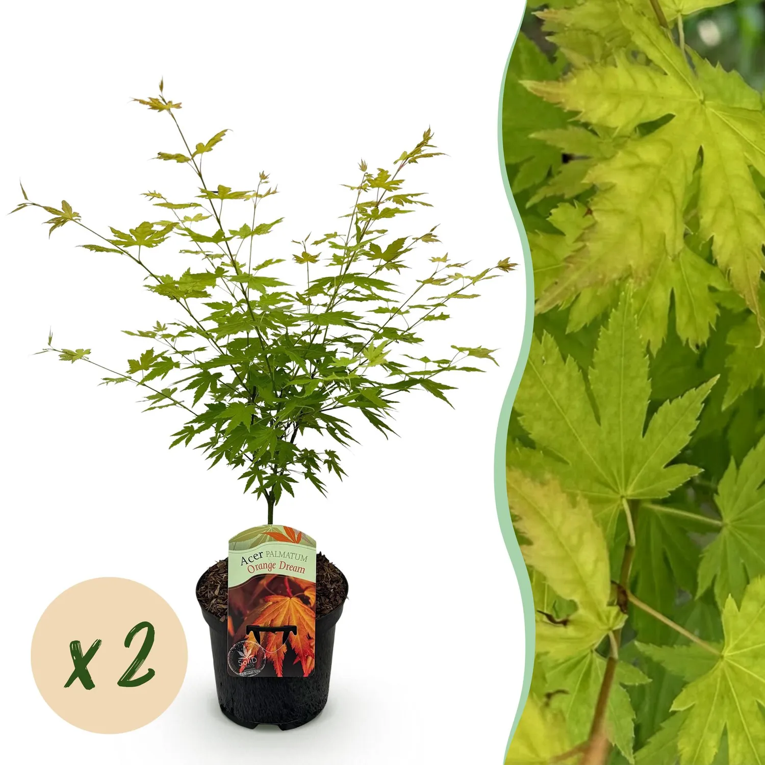 Plant and Stories Orange Dream érable du Japon pot 19cm 70cm
