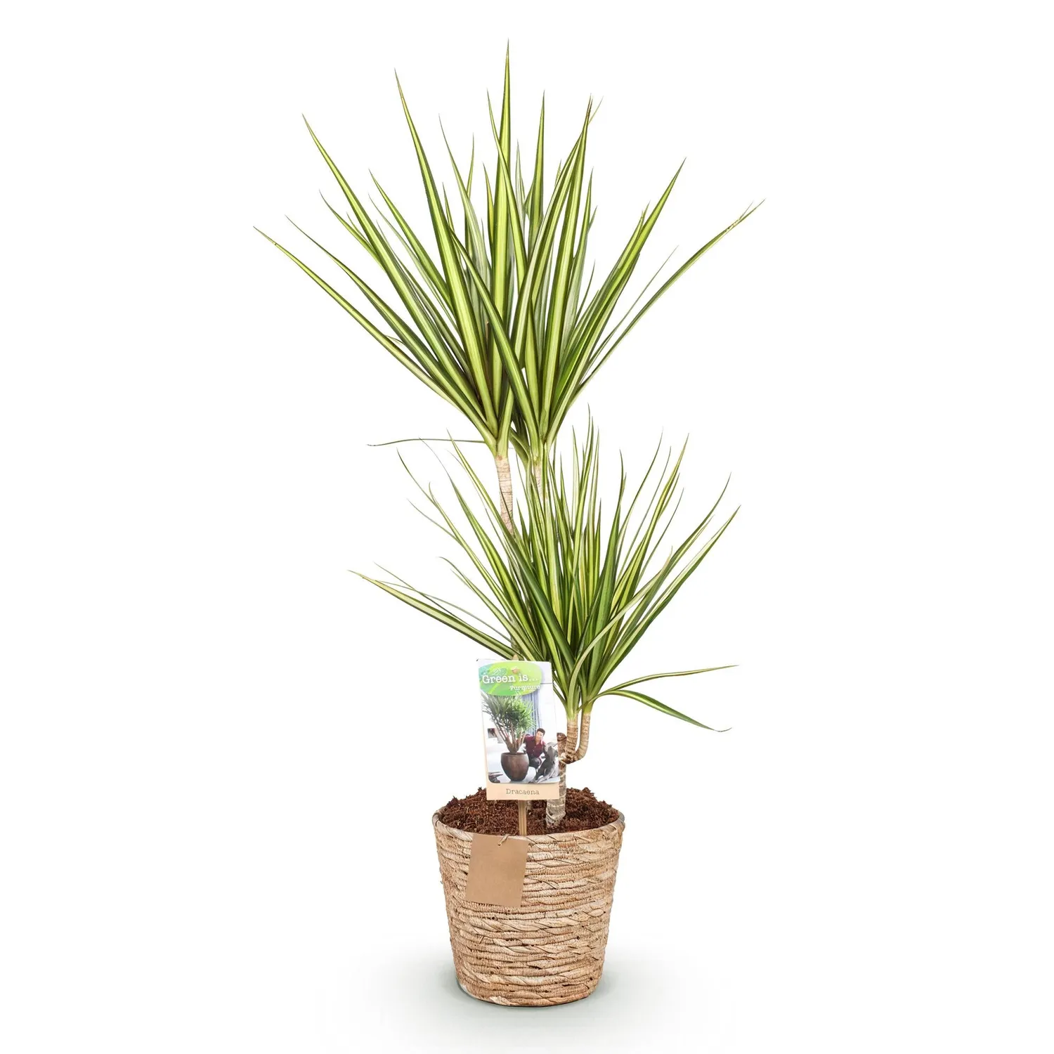 Plant and Stories Dracaena Sunray plante pot 17cm 70cm bord doré