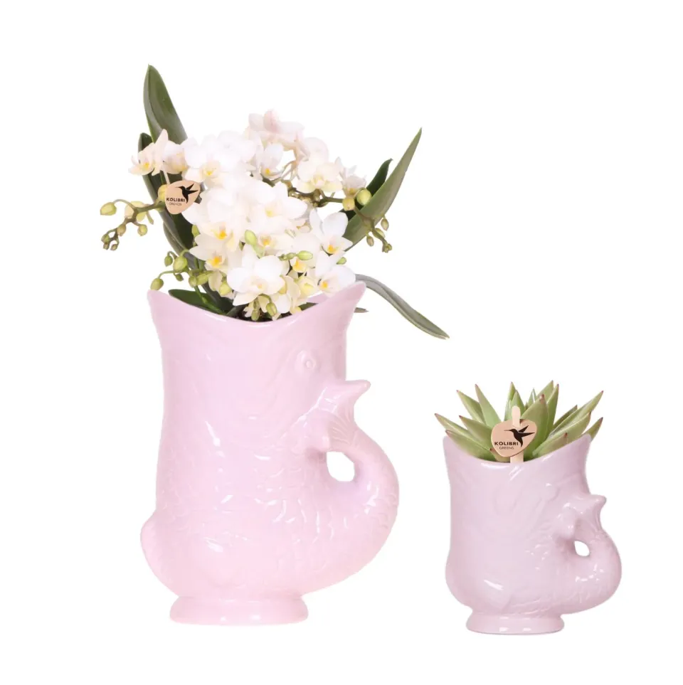 Plant and Stories Phalaenopsis Nazaré orchidée blanche coffret 9 cm