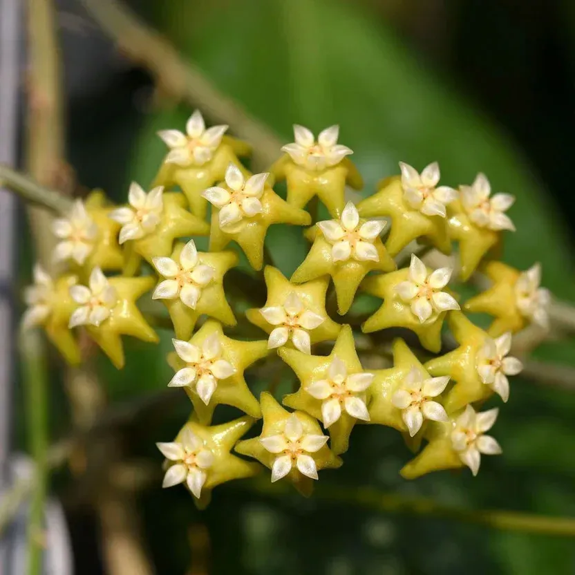 Plant and Stories Hoya Nicholsoniae New Guinea Ghost plante pot 8cm