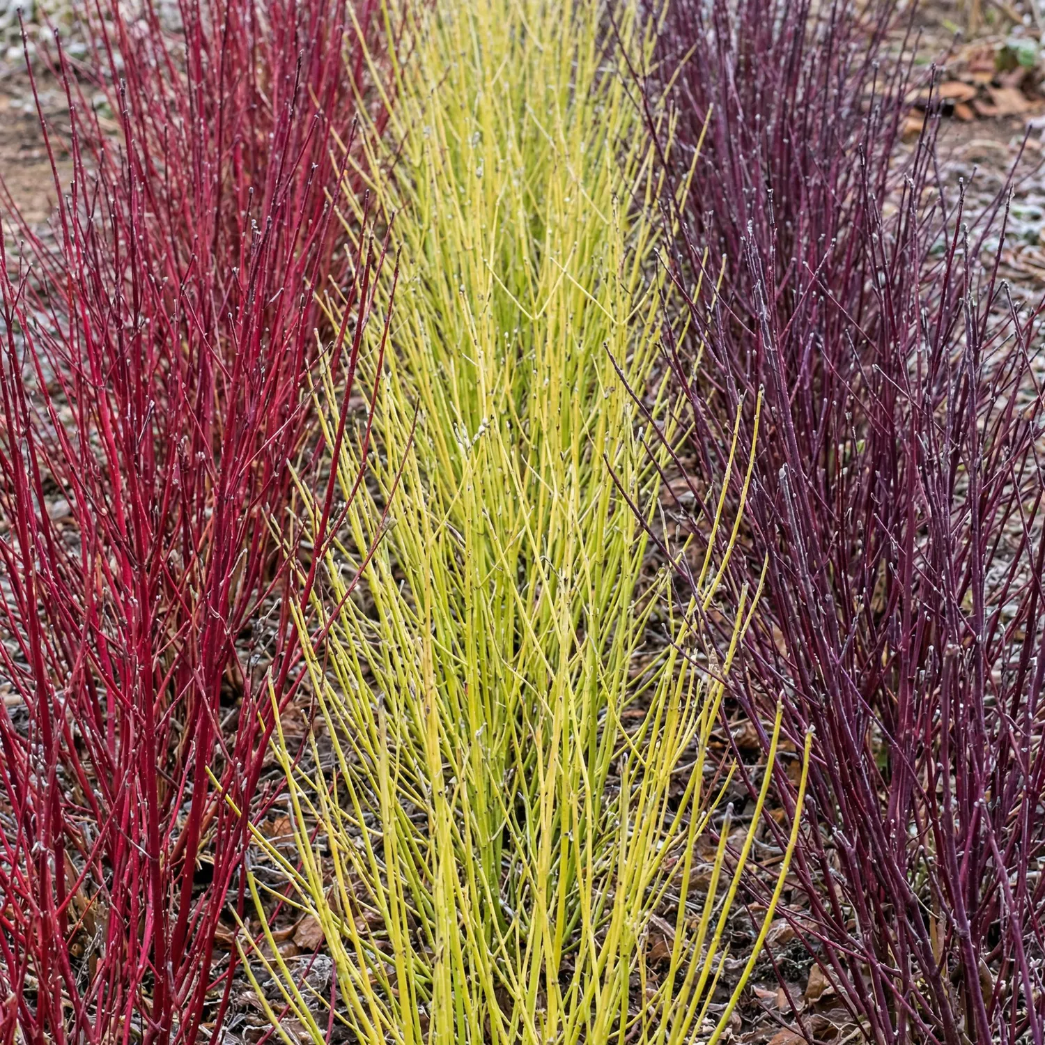 Plant and Stories Cornouiller Sibirica arbuste pot 17 cm rouge
