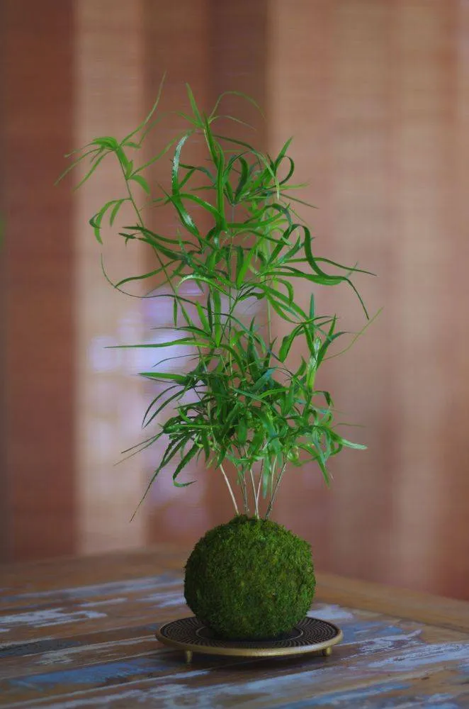 AQUAPHYTE Mélanésie Ichi kokedama asparagus plume