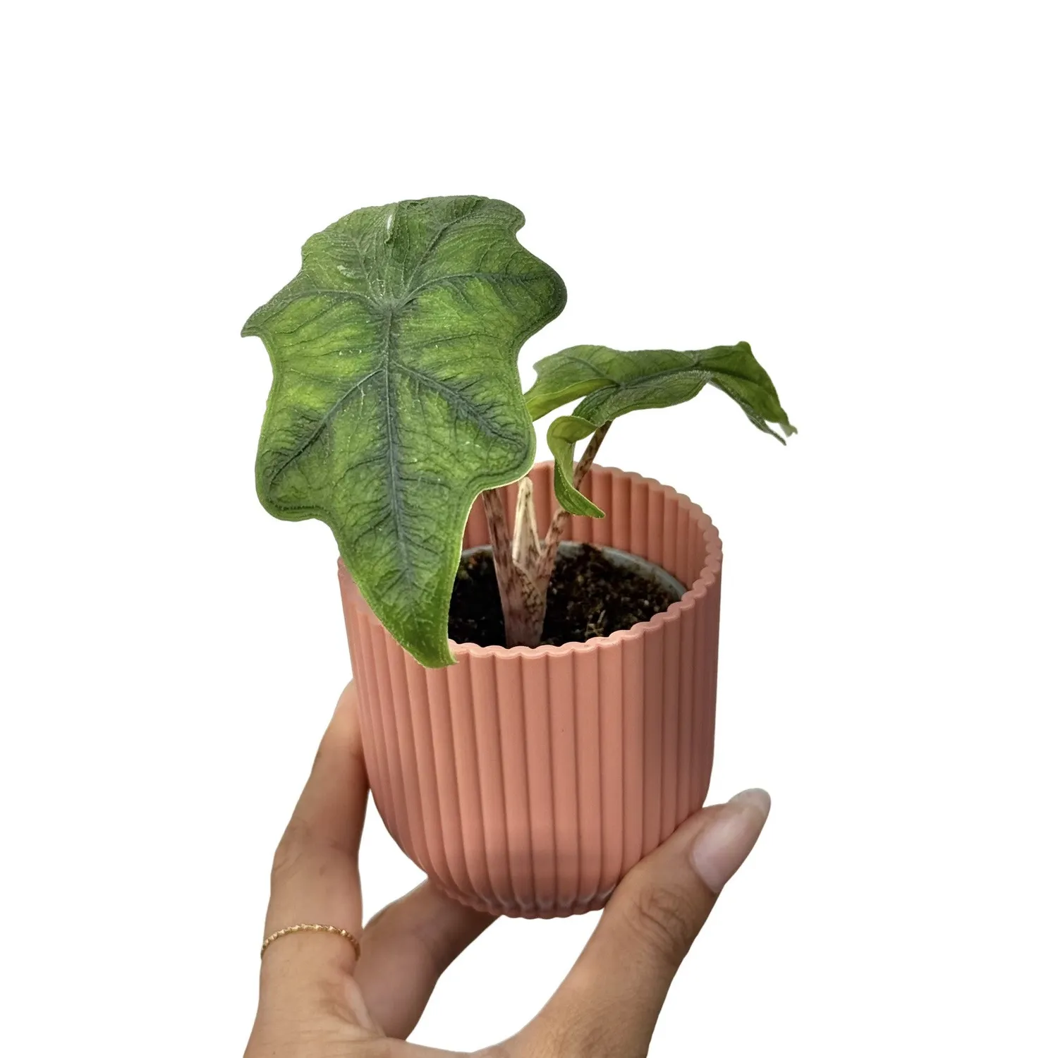 PLANT AND STORIES Alocasia Jacklyn plante d'intérieur pot 6cm