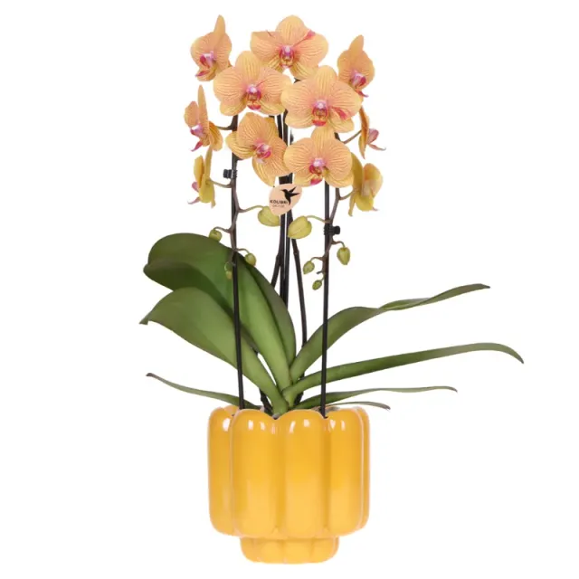 Plant and Stories Phalaenopsis Sunny Bunny orchidée jaune rose pot 12