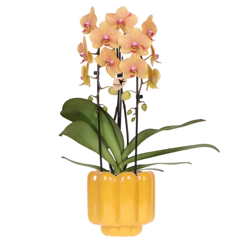 Plant and Stories Phalaenopsis Sunny Bunny orchidée jaune rose pot 12