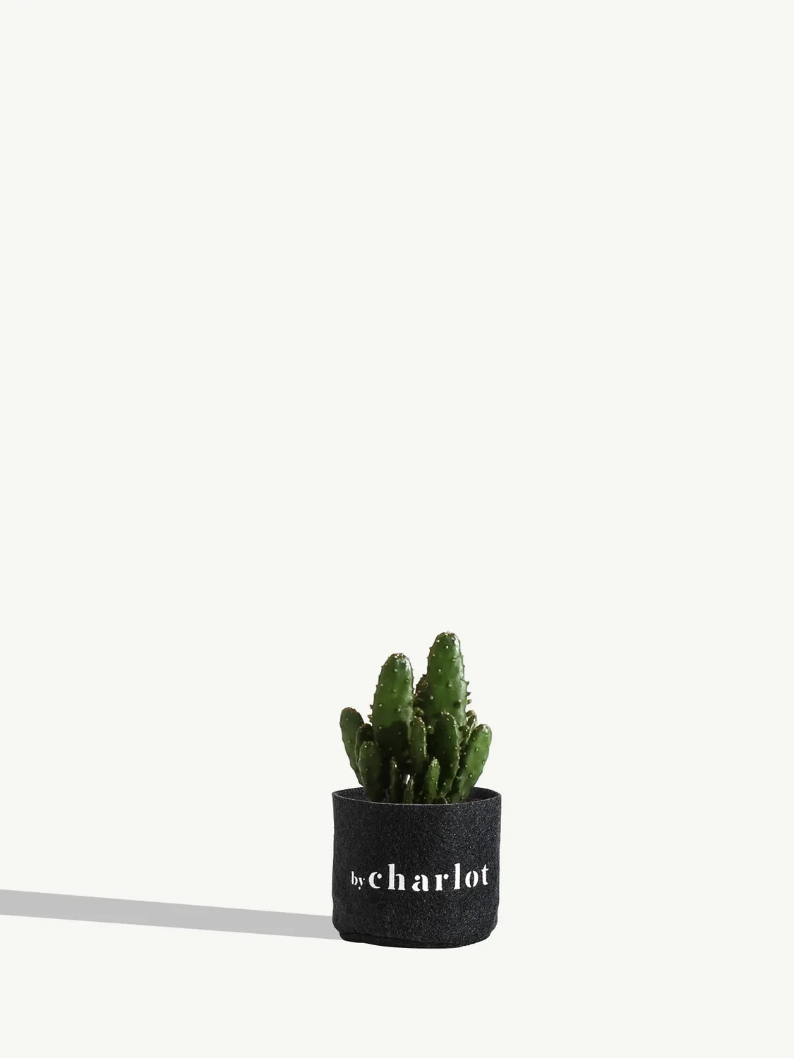 By Charlot L'Athlète mini cactus Opuntia pot XXS 6 cm