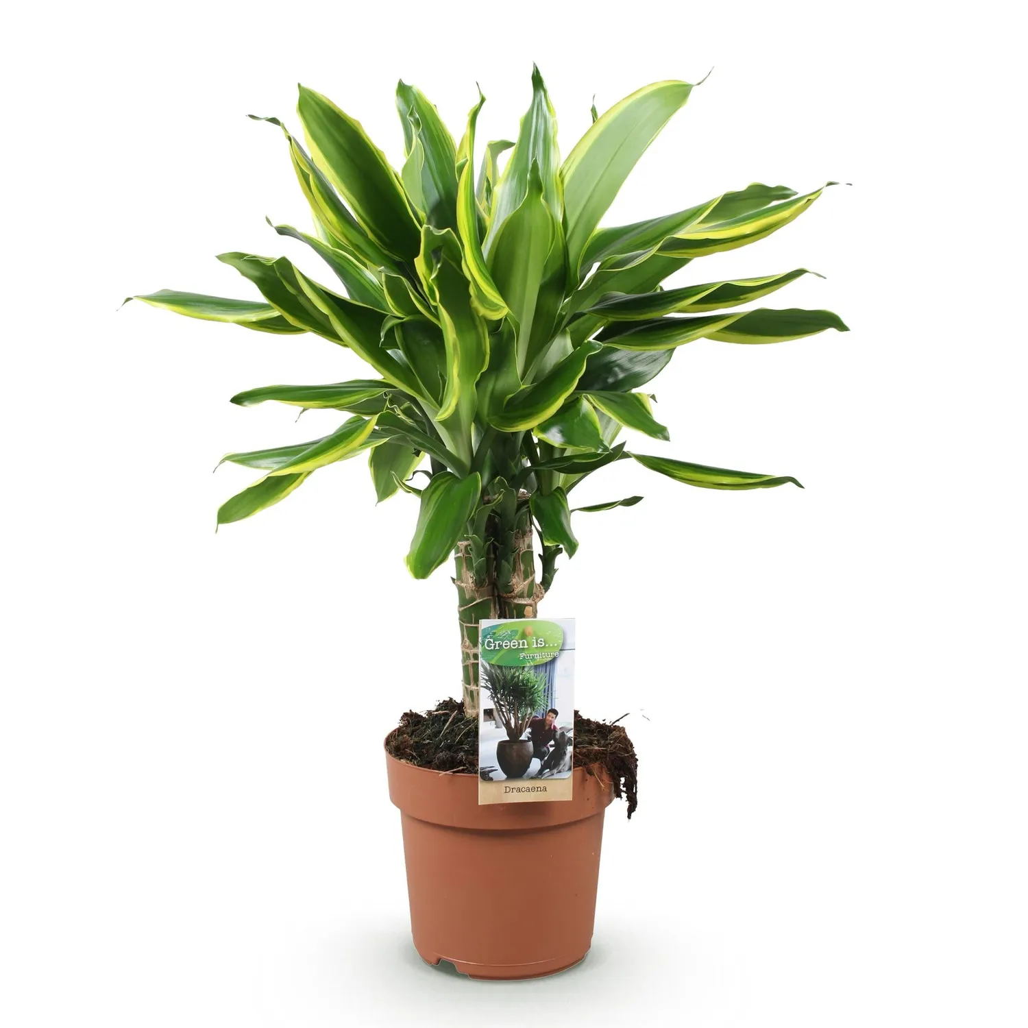 PLANT AND STORIES Dracaena Golden Coast plante intérieur pot 17 cm 50 cm