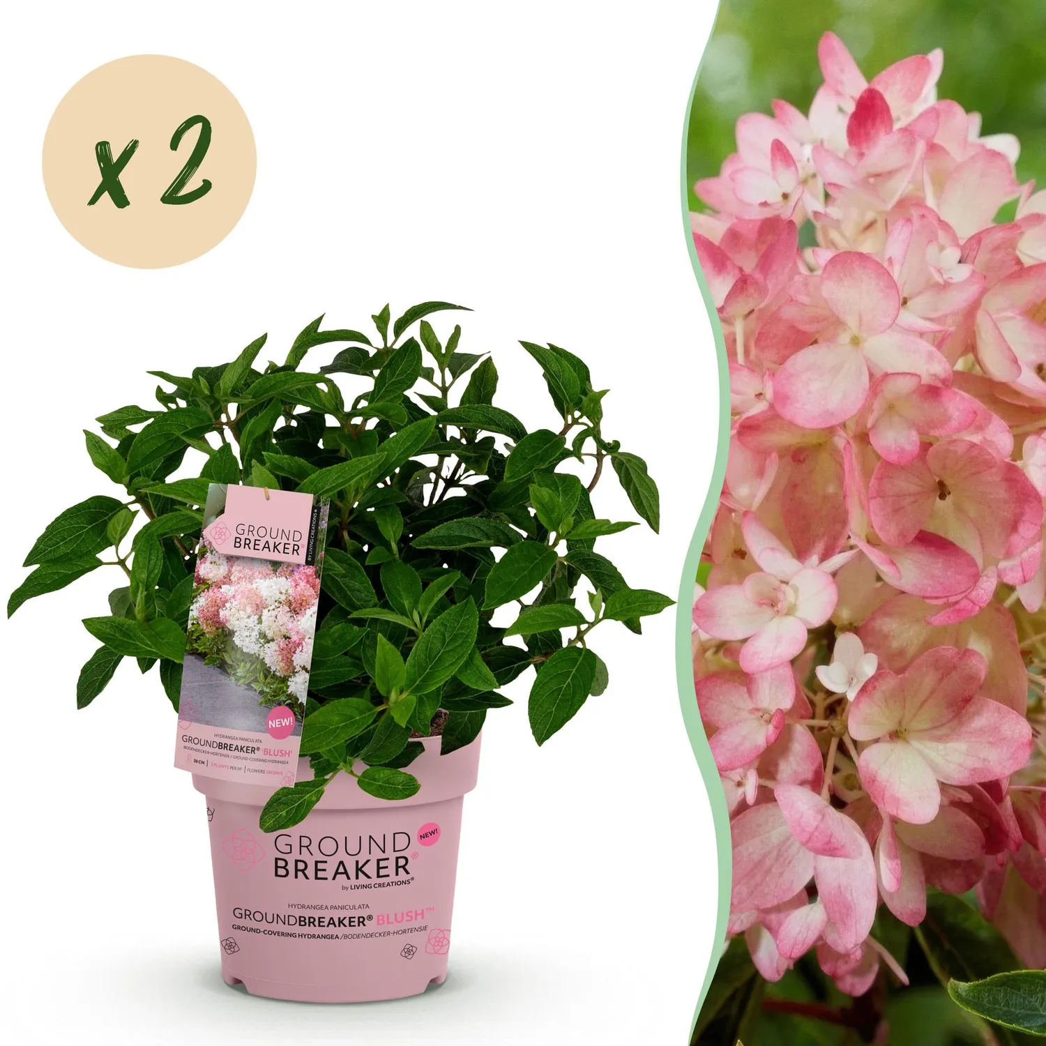 Plant and Stories Hortensia Groundbreaker Blush arbuste 1 plant