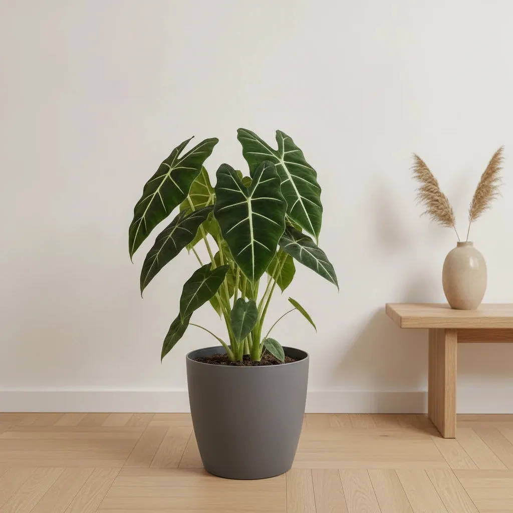 Plant and Stories Alocasia Frydek plante d’intérieur 60 cm velours