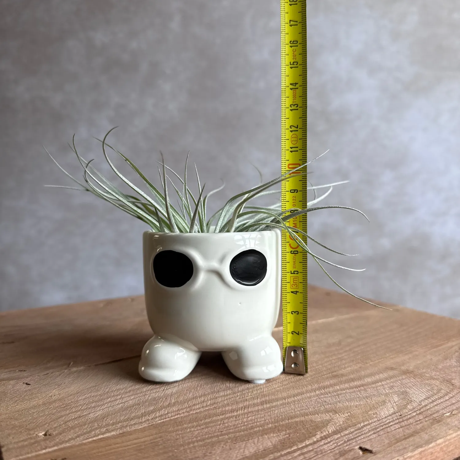 Airplantshop Mister Sunglasses pot blanc tillandsia 7cm