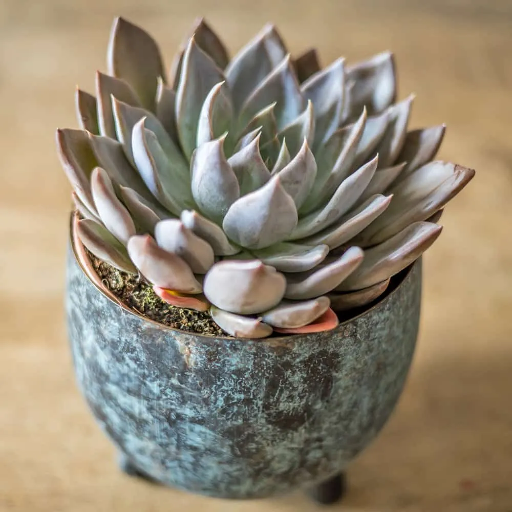 Réconciliation Végétale Lot 2 succulentes plantes grasses echeveria