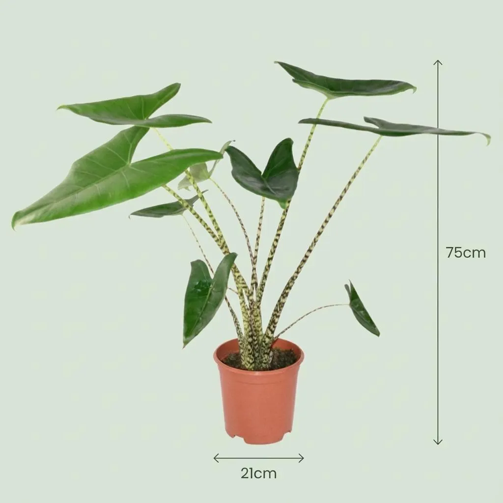 Plant and Stories Zebrina alocasia plante 75 cm sans cache-pot