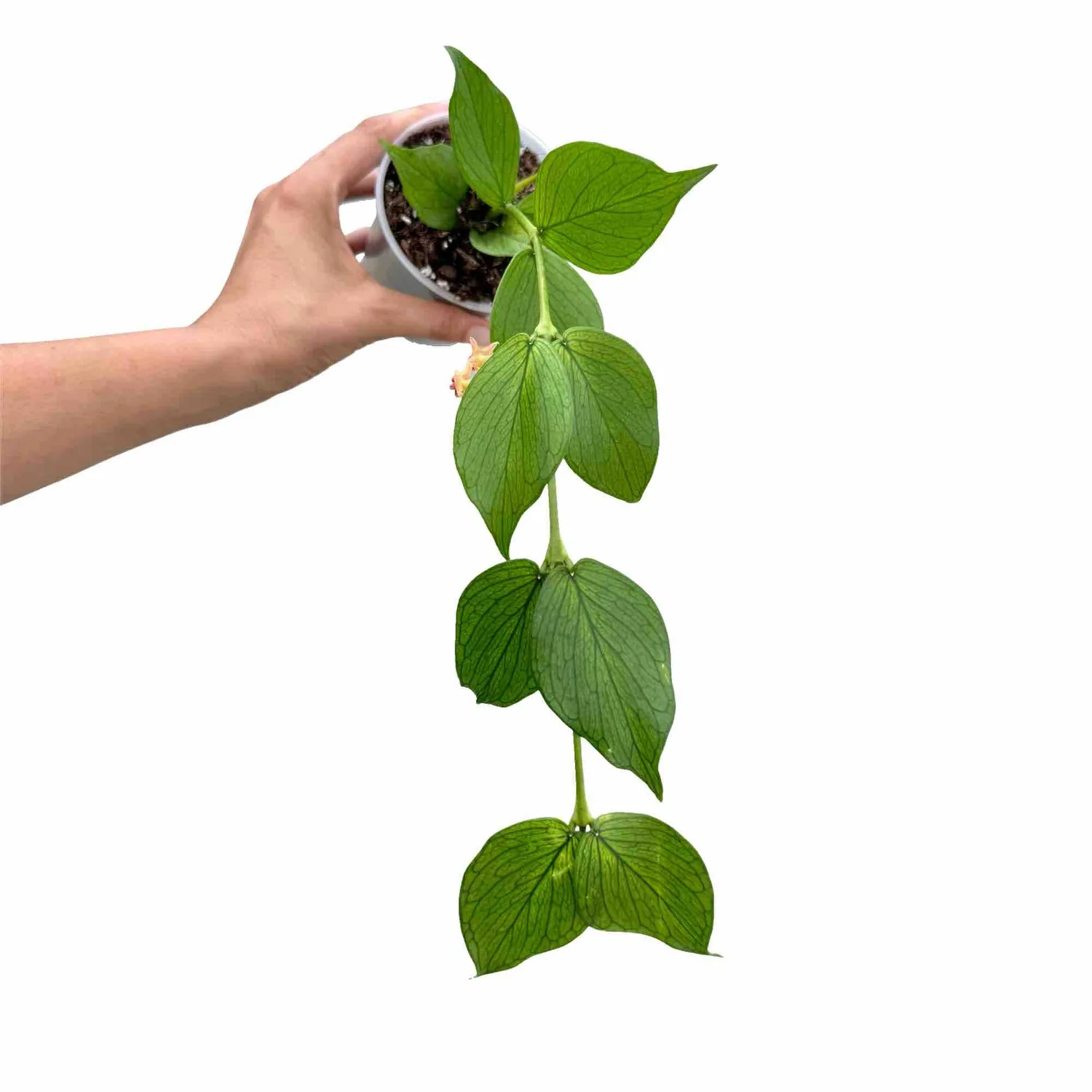 Plant and Stories Polyneura hoya plante pot 6cm feuilles nervurées