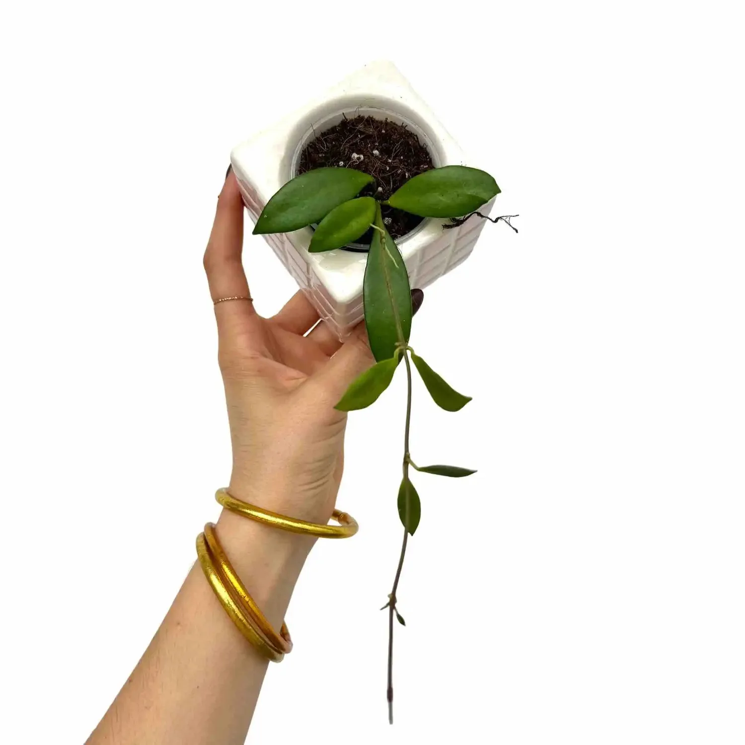 Plant and Stories Hoya Noona liane pot 6cm feuilles veloutées
