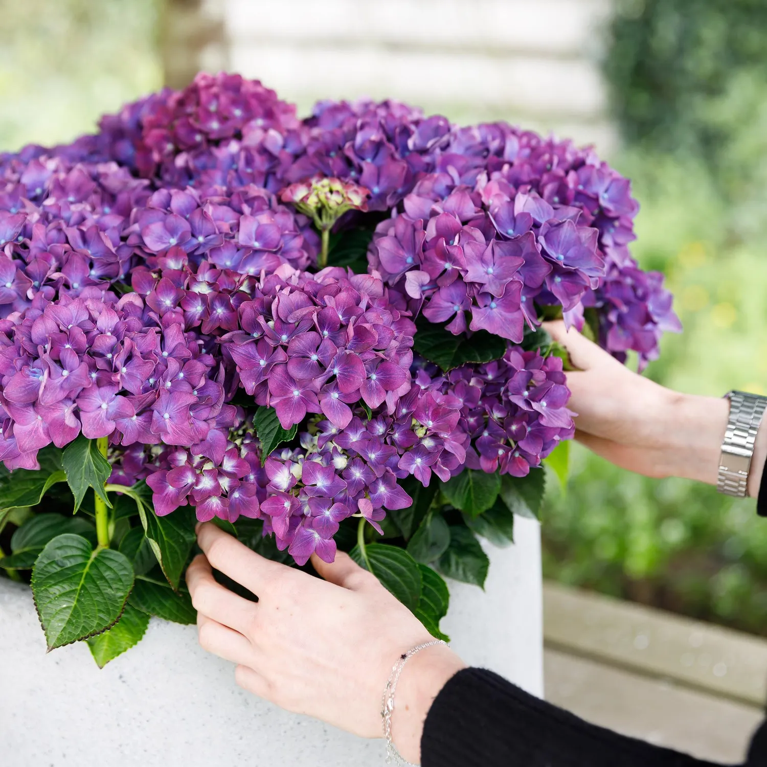 Plant and Stories Forever Ever hortensia bleu 23 cm 1 plant