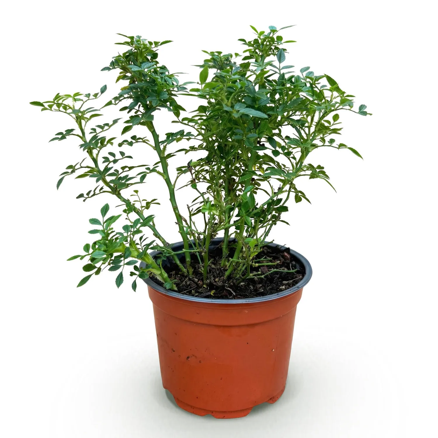 Plant and Stories Cutie Pie rosier buisson 1 plant pot 12 cm parfumé