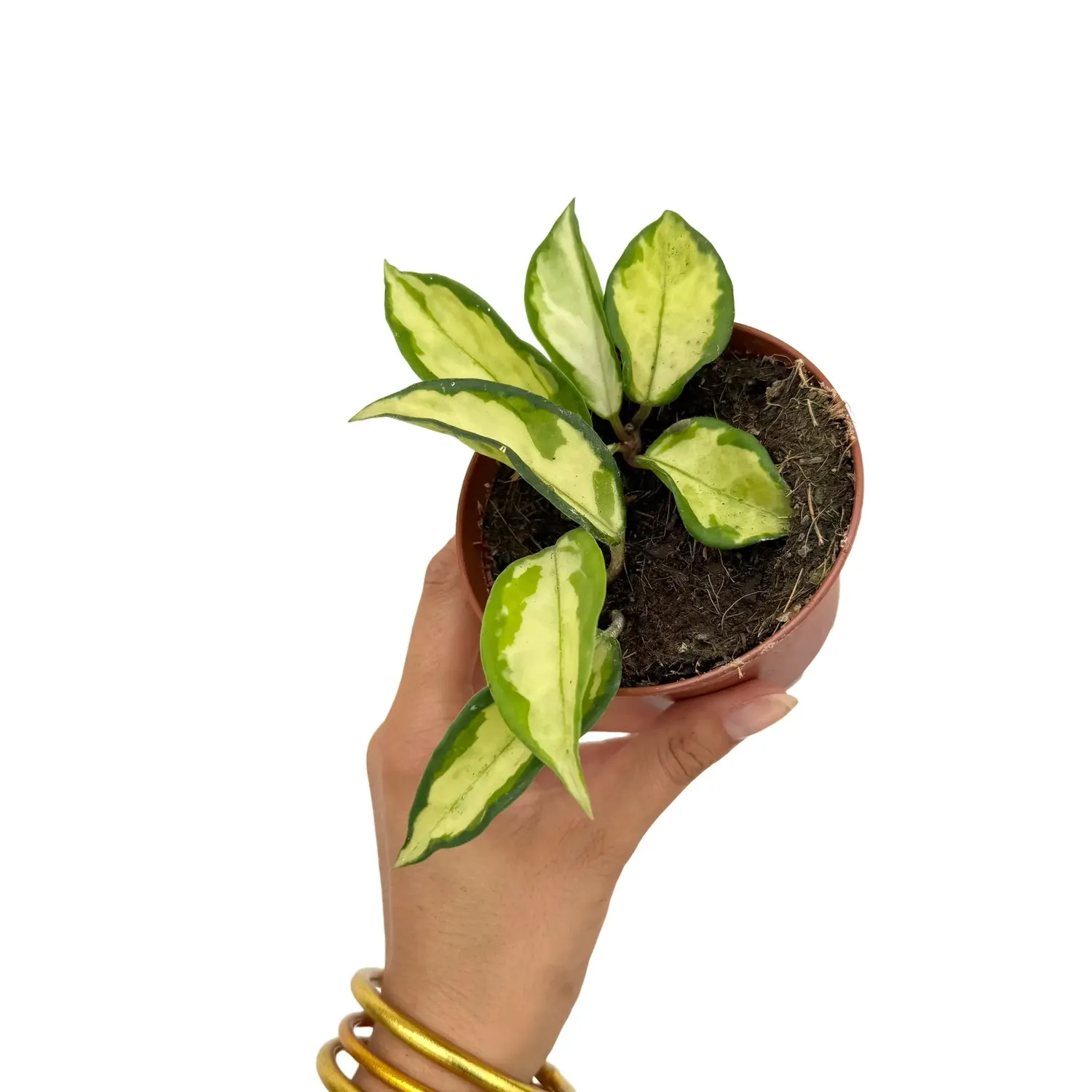 Plant and Stories Hoya Carnosa Krimson Princess plante pot 6 cm