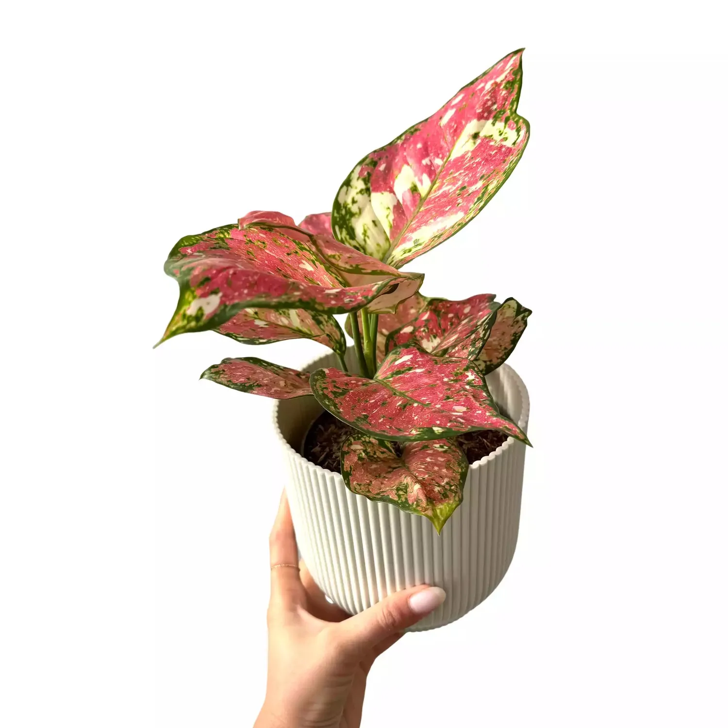 Plant and Stories Aglaonema Jazzy Red plante intérieur pot 12cm rouge