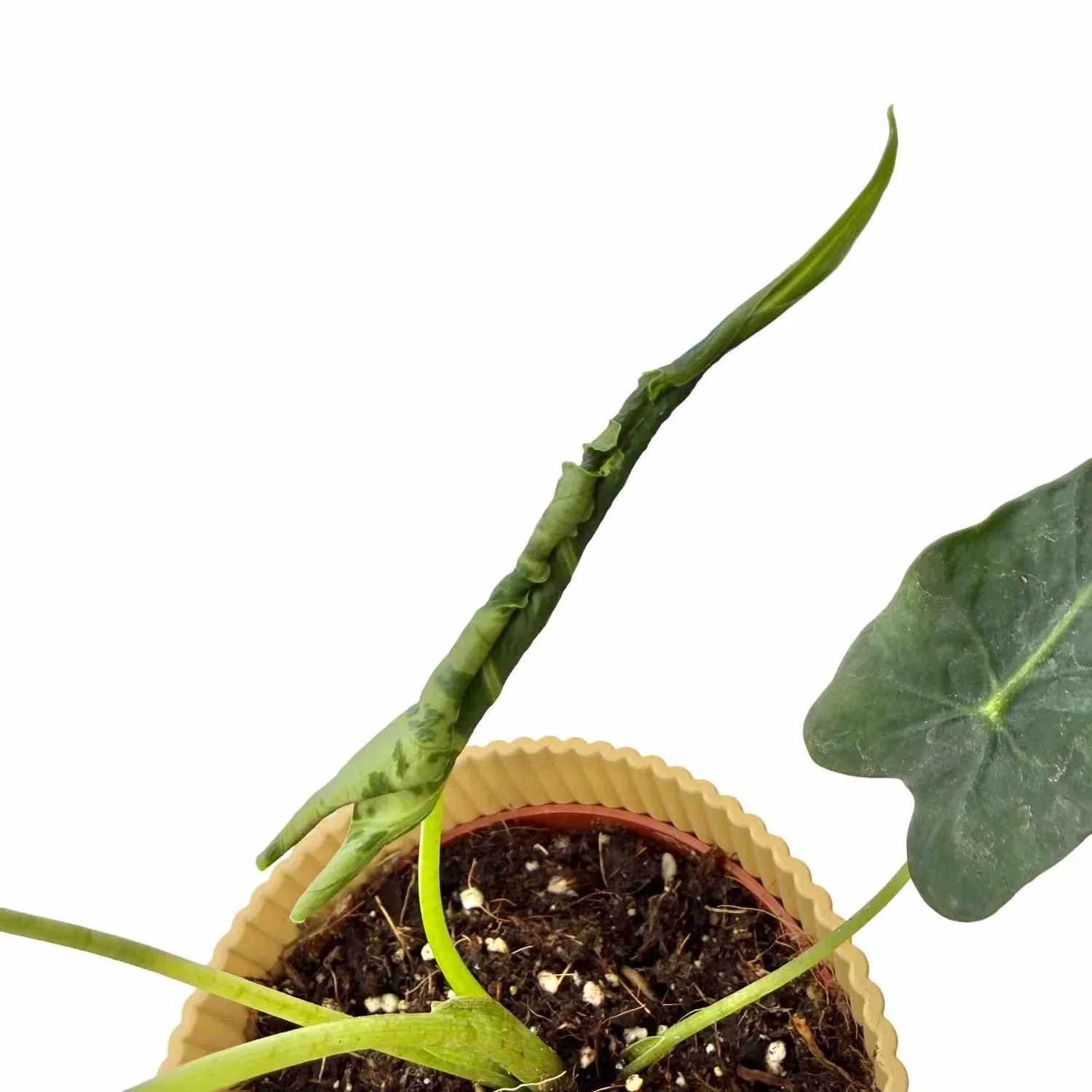 Plant and Stories Alocasia Frydek Tattoo plante pot 10,5cm velours