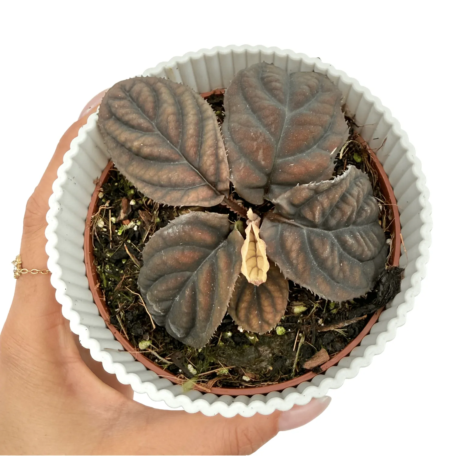 Plant and Stories Labisia Vietnam plante pot 10cm nervures argent