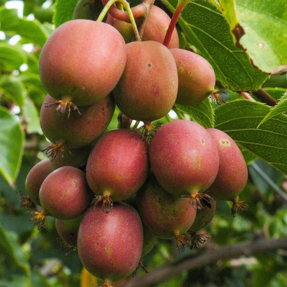 PLANT AND STORIES Ken's Red kiwi fruitier lot 2 rouge sucré