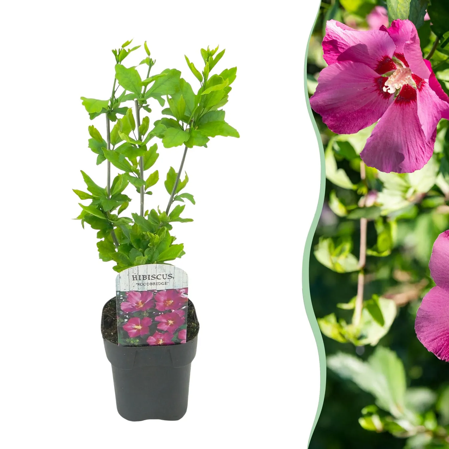 Plant and Stories Woodbridge hibiscus 1 plant pot 17 cm