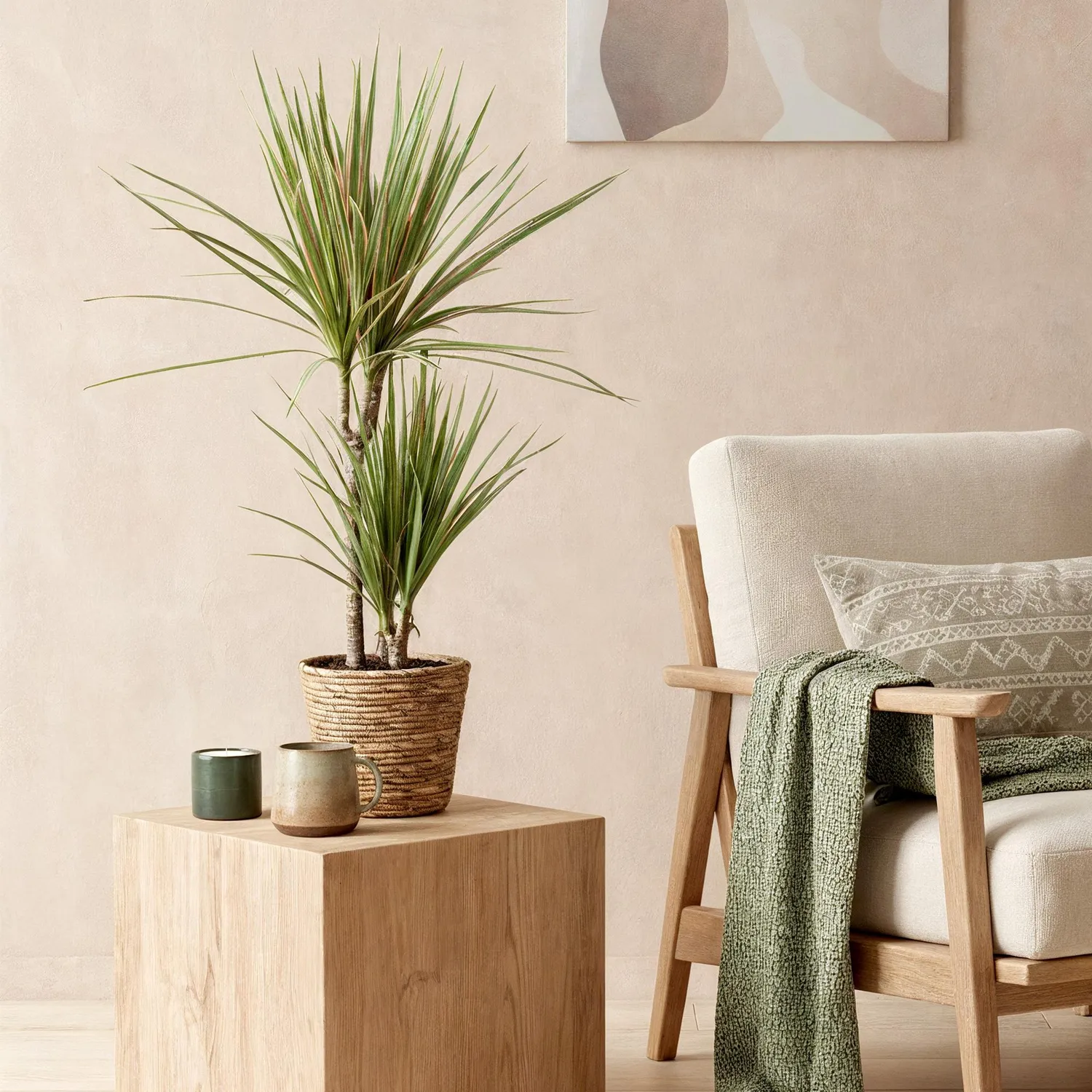 Plant and Stories Sunray dracaena lot 2 pots 17 cm 70 cm