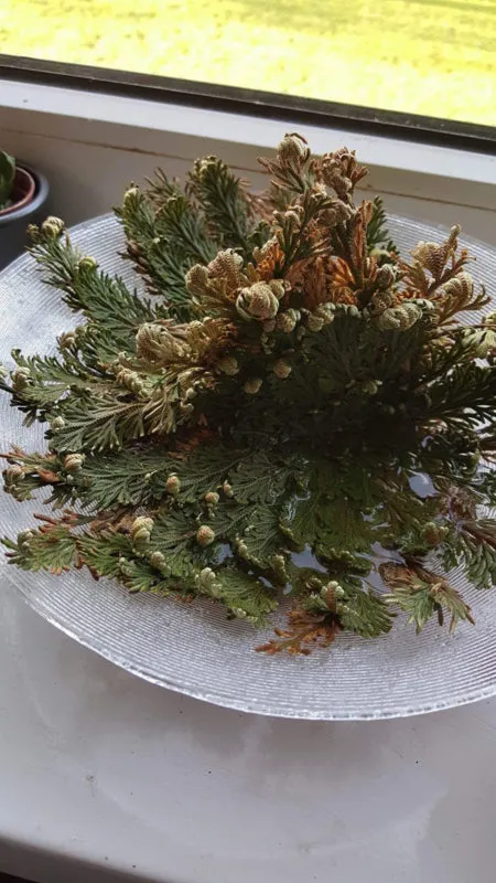 Airplantshop Rose de Jéricho Selaginella plante 8 cm