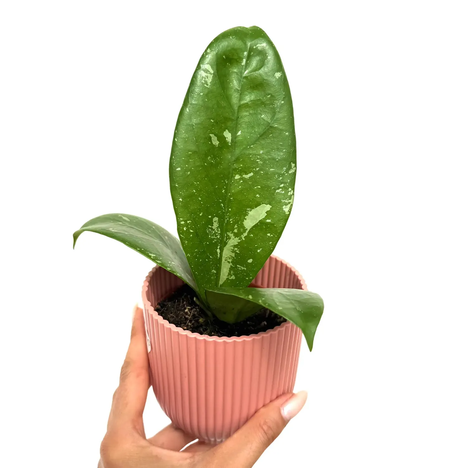 Plant and Stories Hoya Lai Chau plante pot 8 cm argenté