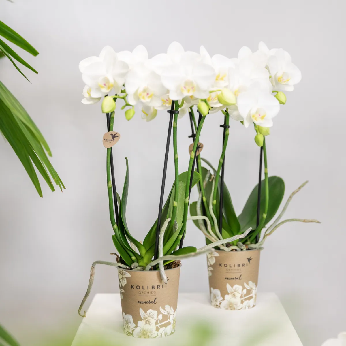 Plant and Stories Phalaenopsis amabilis orchidée blanche duo 2 pots 9 cm