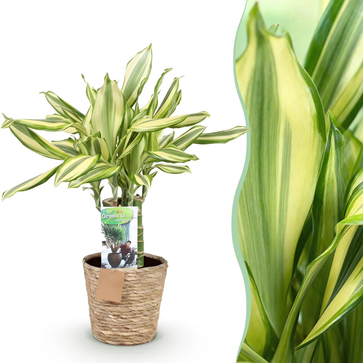 Plant and Stories Dracaena fragrans Diamond Dream pot 17cm 50-55cm