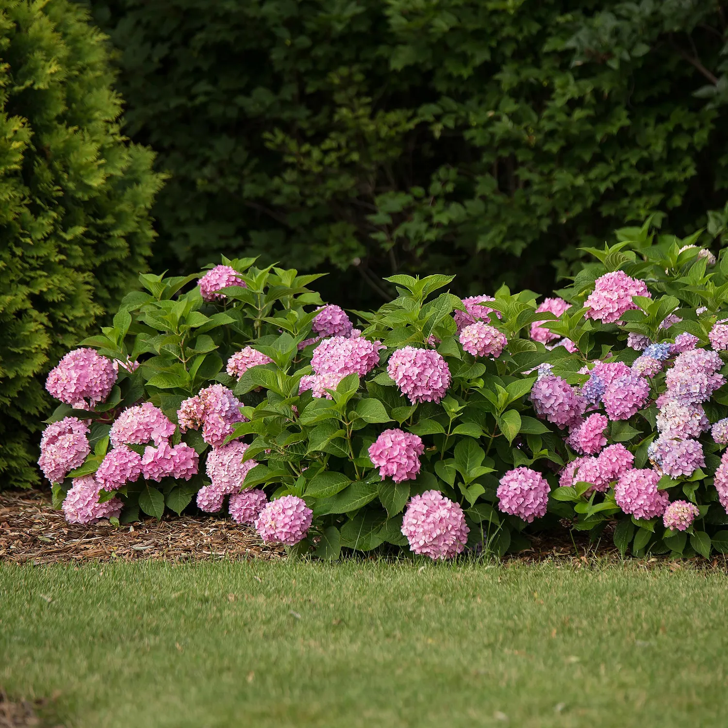 Plant and Stories Summer Love Red hortensia rouge 1 plant