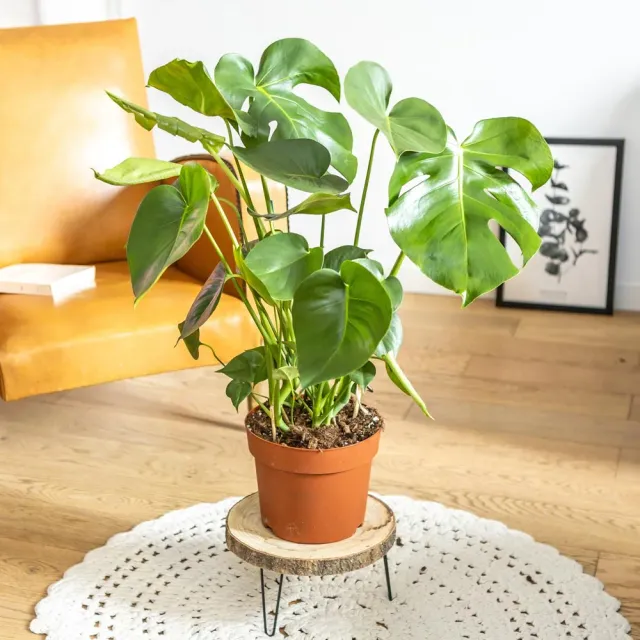 Réconciliation Végétale Louise Monstera Deliciosa plante d'intérieur