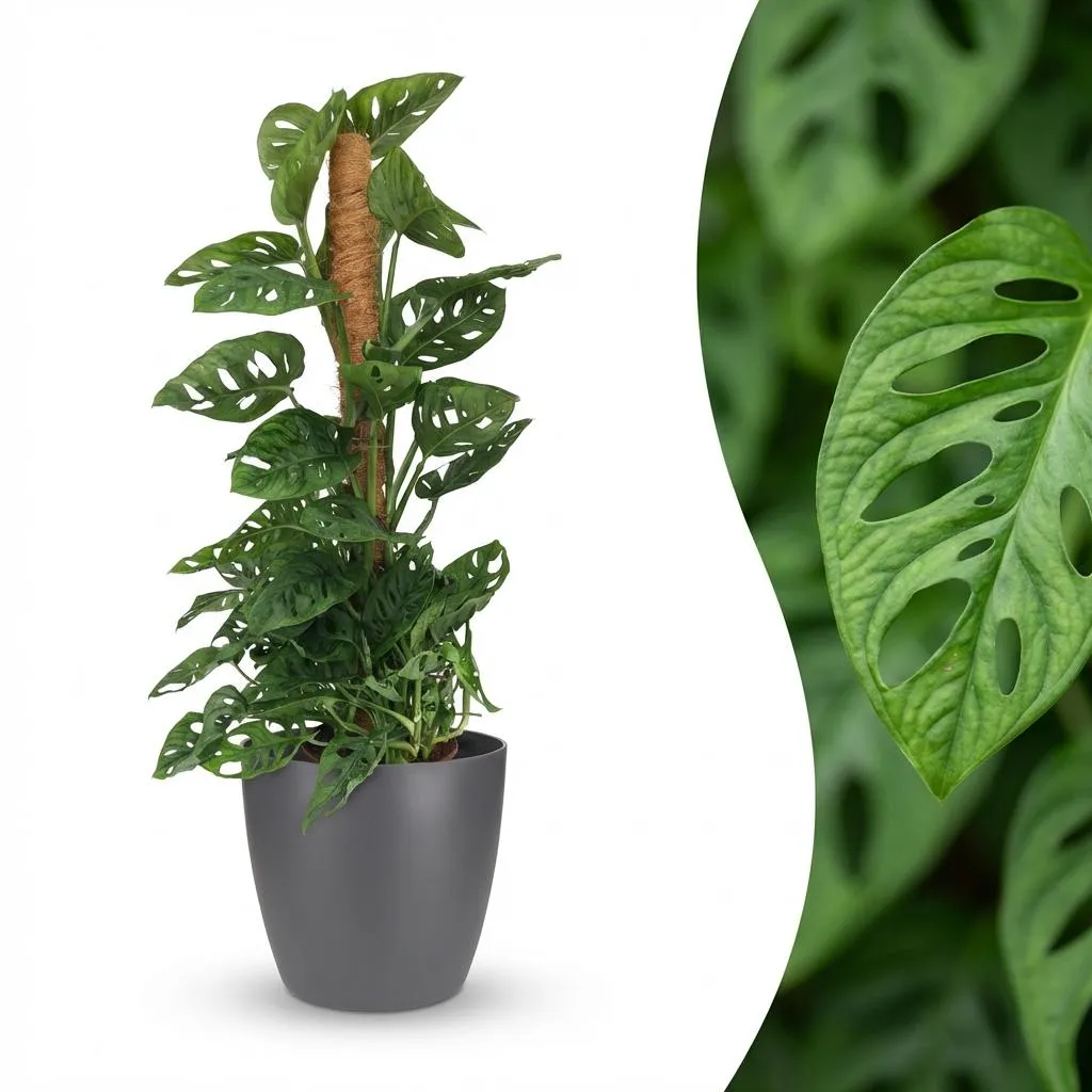 Plant and Stories Monstera Adansonii Monkey Mask plante 90cm tuteur coco