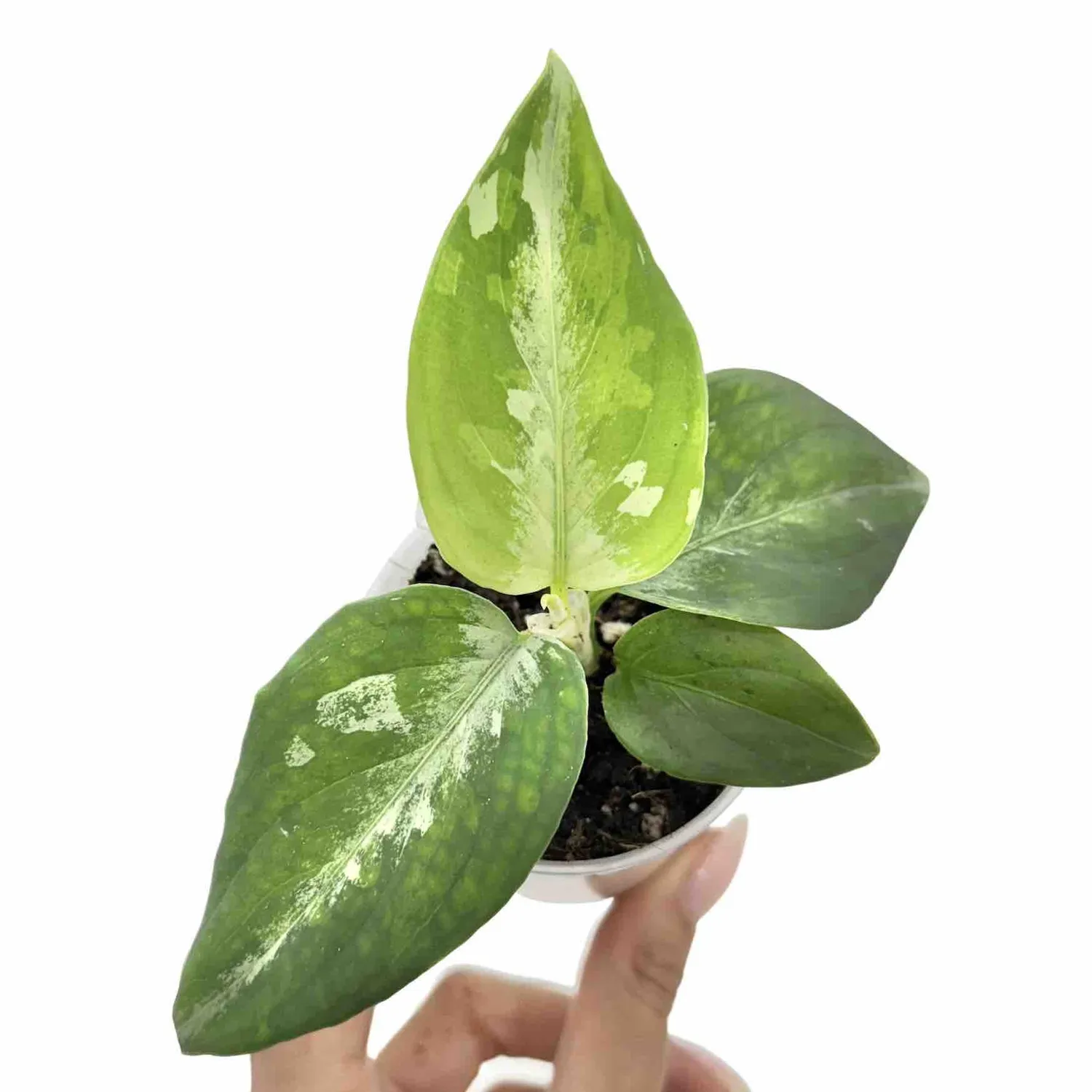 Plant and Stories Pictum Tricolor aglaonema pot 6 cm